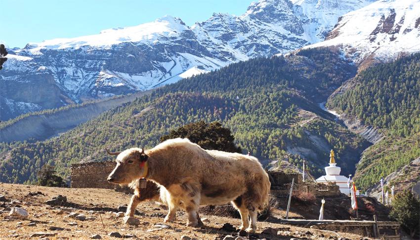 Annapurna Circuit Trek