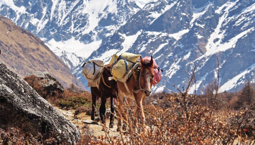 Langtang Gosainkunda Trek