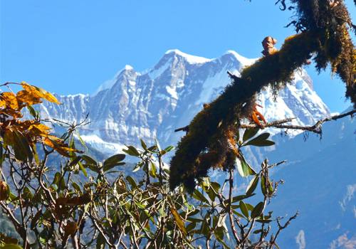 Mera Peak